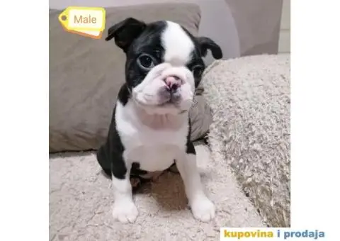 Boston Terijer - 2/5