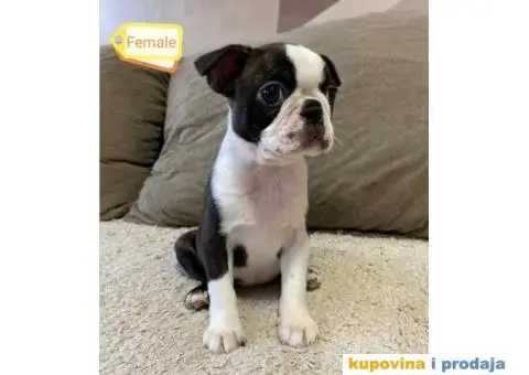 Boston Terijer - 3/5