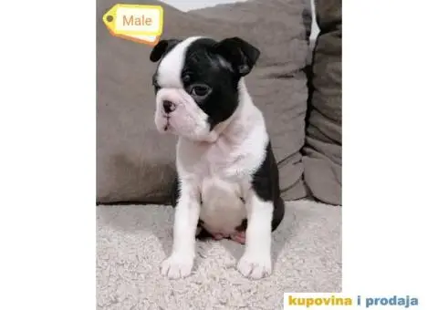 Boston Terijer - 4/5