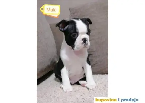 Boston Terijer - 5/5