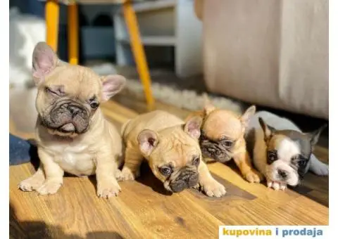 Francuski Buldog - 1/7