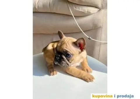 Francuski Buldog - 2/7