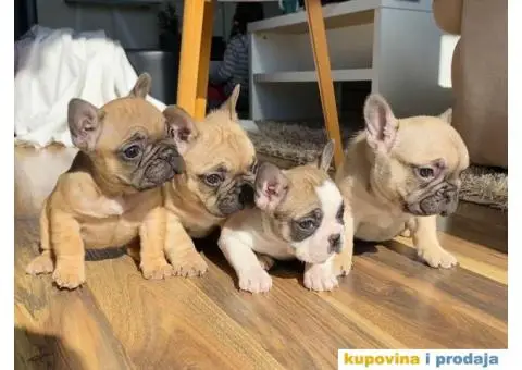 Francuski Buldog - 3/7