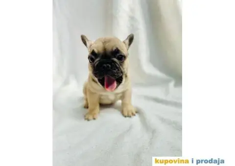 Francuski Buldog - 4/7