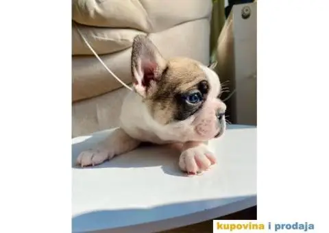 Francuski Buldog - 5/7
