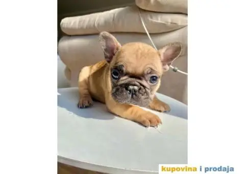Francuski Buldog - 6/7
