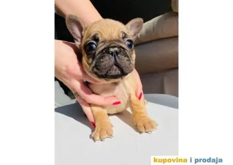 Francuski Buldog - 7/7