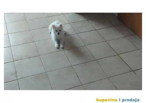 Pomeranski špic - 1/4