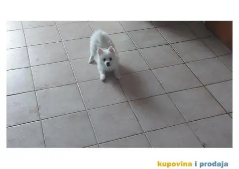 Pomeranski špic - 2/4