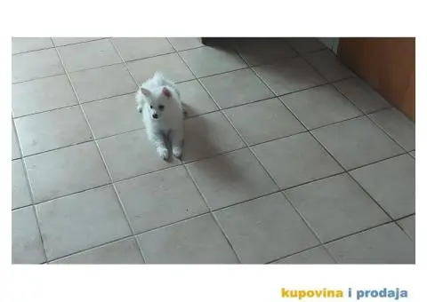 Pomeranski špic - 3/4