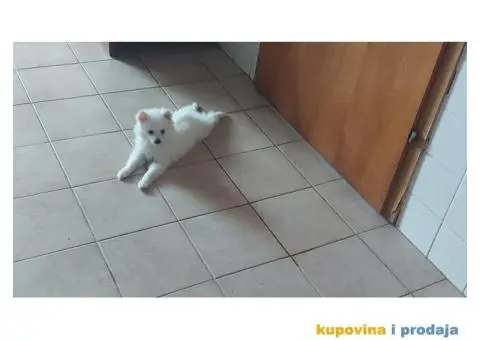 Pomeranski špic - 4/4