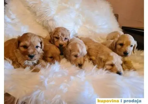 Labradoodle stenci - 1/7