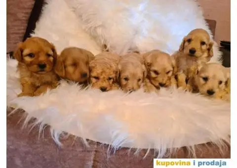 Labradoodle stenci - 3/7