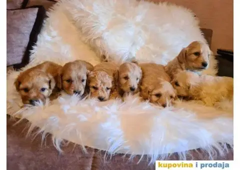 Labradoodle stenci - 4/7