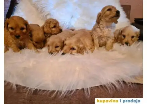 Labradoodle stenci - 5/7