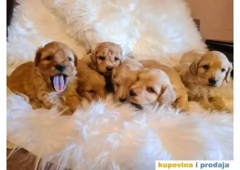 Labradoodle stenci - 6/7