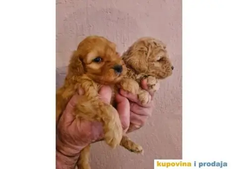 Labradoodle stenci - 7/7