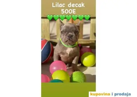 Francuski Buldog - 1/9