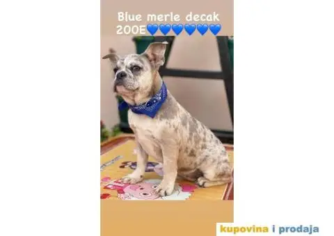 Francuski Buldog - 2/9