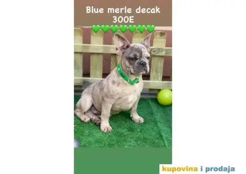 Francuski Buldog - 3/9