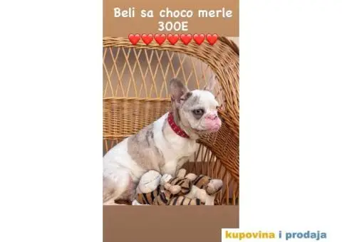 Francuski Buldog - 5/9