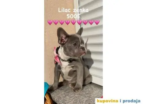 Francuski Buldog - 6/9