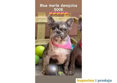 Francuski Buldog - 7/9