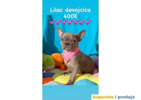 Francuski Buldog - 8/9