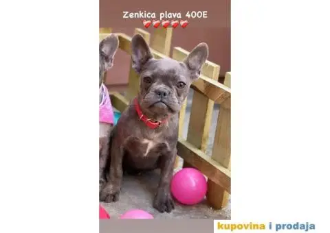 Francuski Buldog - 9/9