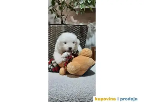 Samojed PRELEPI štenci - 1/9