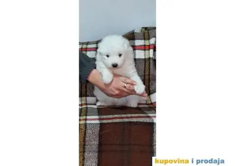 Samojed PRELEPI štenci - 2/9