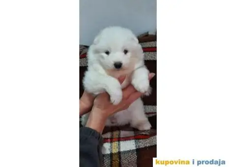 Samojed PRELEPI štenci - 3/9