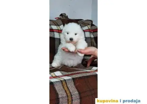 Samojed PRELEPI štenci - 4/9