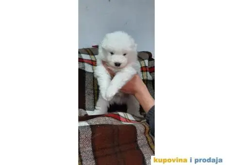 Samojed PRELEPI štenci - 5/9