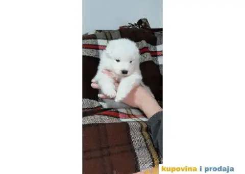 Samojed PRELEPI štenci - 6/9