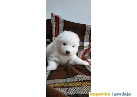 Samojed PRELEPI štenci - 7/9