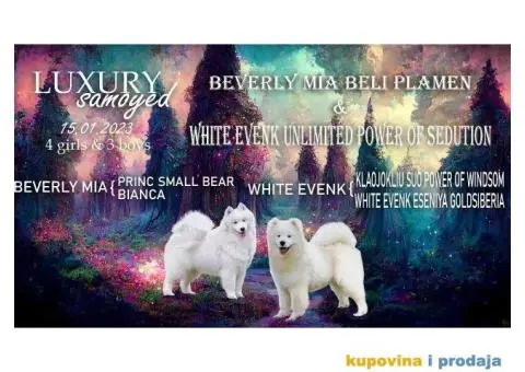 Samojed PRELEPI štenci - 8/9