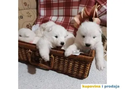 Samojed PRELEPI štenci - 9/9