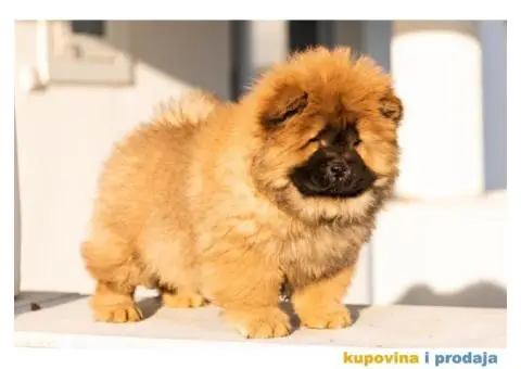 Čau Čau štenci - 1/6