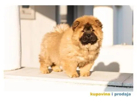 Čau Čau štenci - 2/6