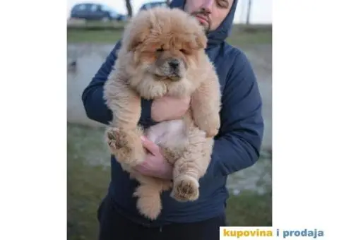 Čau Čau štenci - 3/6