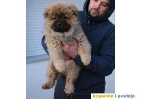 Čau Čau štenci - 4/6