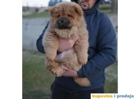 Čau Čau štenci - 5/6