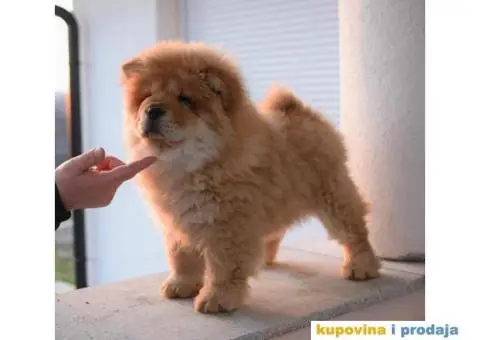 Čau Čau štenci - 6/6