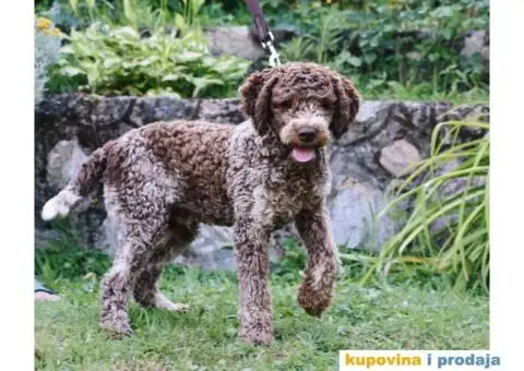 Lagoto Romanjolo - 1/13