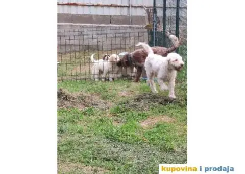 Lagoto Romanjolo - 2/13