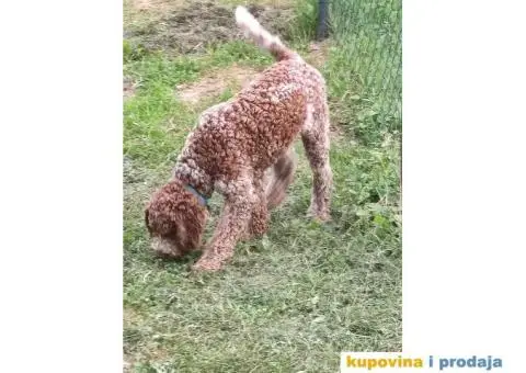 Lagoto Romanjolo - 3/13