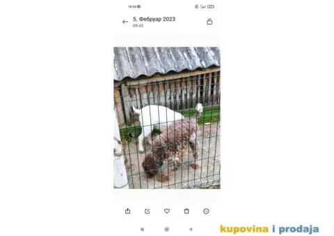 Lagoto Romanjolo - 4/13