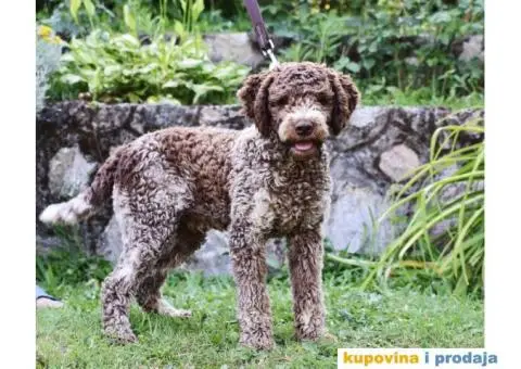 Lagoto Romanjolo - 5/13