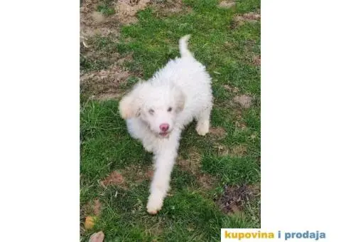 Lagoto Romanjolo - 6/13